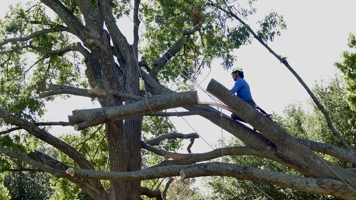 Professional Crown Thinning performed by certified arborists in West Hamlin